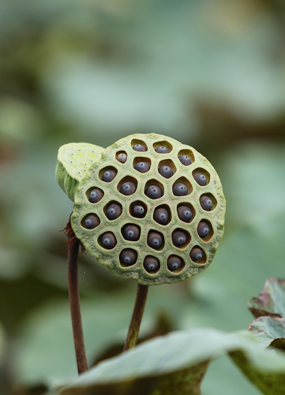 découvrez notre sélection de graines de qualité pour le jardinage, la culture et la plantation. trouvez les meilleures graines adaptées à vos besoins pour un jardin florissant.