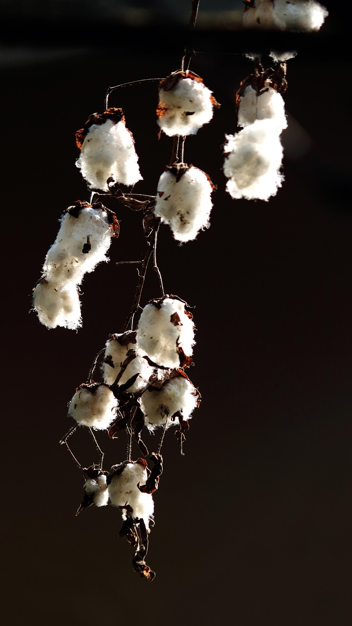 découvrez notre collection en coton biologique, alliant confort, durabilité et respect de l'environnement pour un choix éco-responsable.