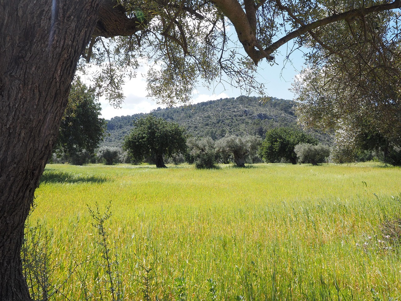 découvrez l'importance de la plantation d'arbres pour l'environnement et comment vous pouvez contribuer à un avenir plus vert grâce à des actions simples et efficaces.