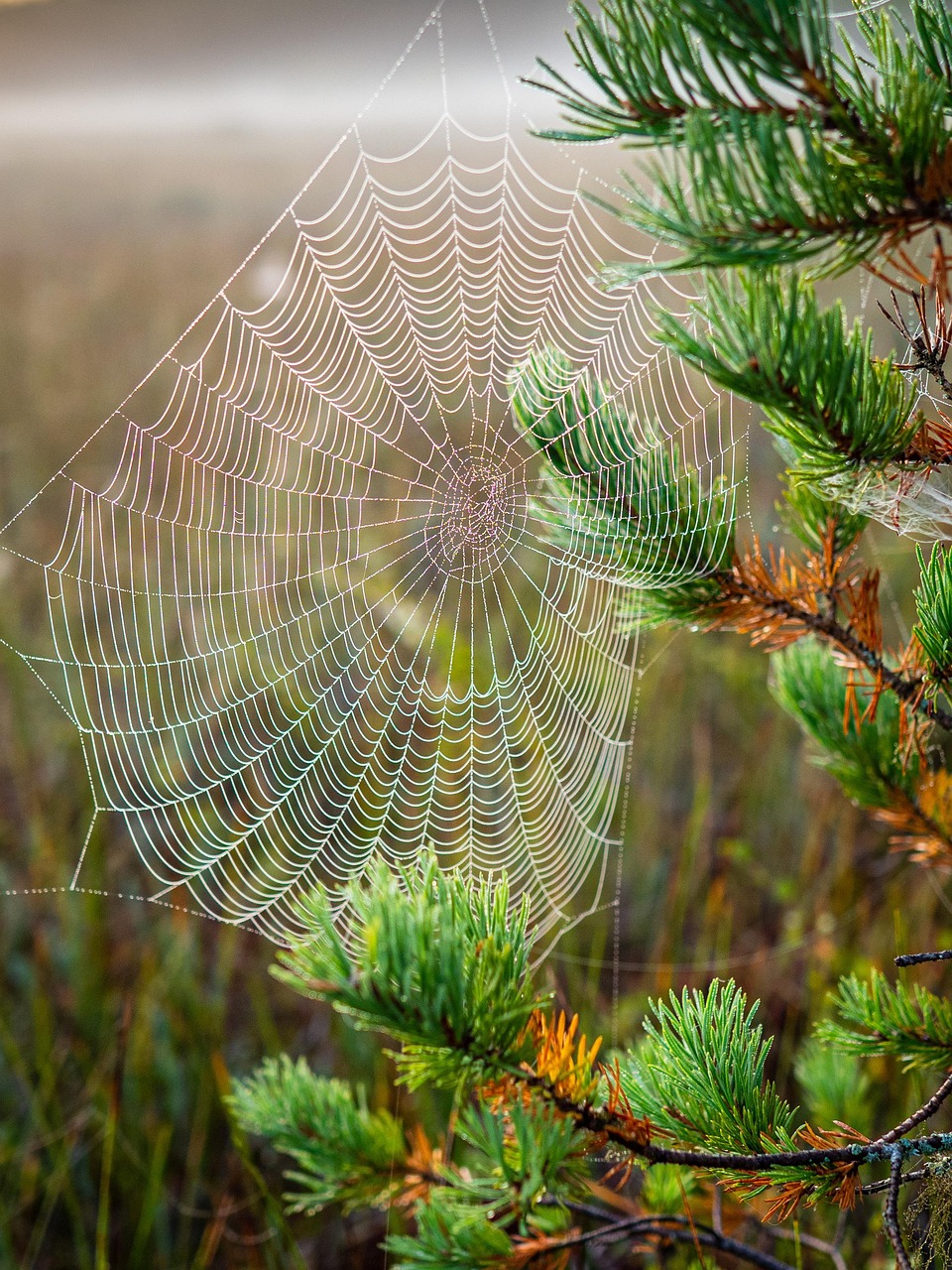 découvrez le concept d'habitat naturel, un environnement où les espèces animales et végétales vivent en harmonie. explorez les différents types d'habitats naturels et leur rôle essentiel dans la préservation de la biodiversité et l'équilibre des écosystèmes.