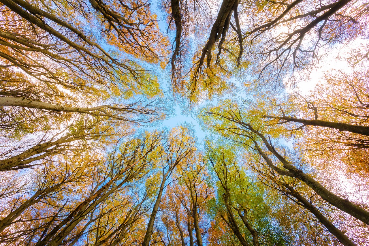 découvrez l'importance de l'environnement et les actions à entreprendre pour le préserver. explorez les enjeux écologiques, les solutions durables et comment chacun peut contribuer à un avenir meilleur.