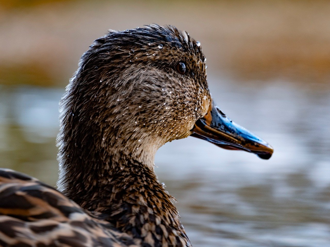 découvrez l'importance des zones humides, leurs écosystèmes uniques et leur rôle crucial dans la biodiversité et la protection de l'environnement.