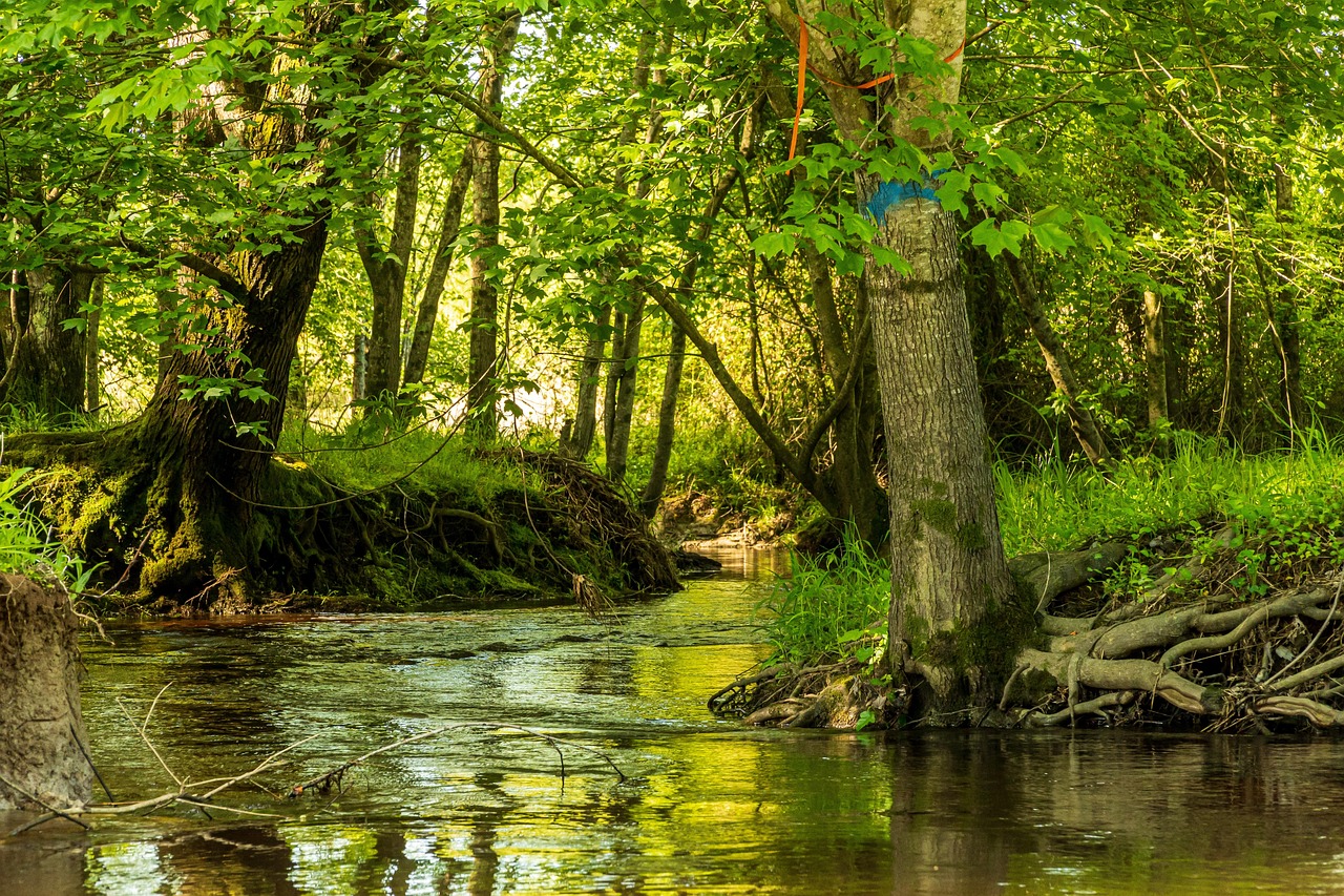 découvrez l'importance de la conservation de l'environnement et les actions à mettre en place pour protéger notre planète et préserver ses ressources naturelles.