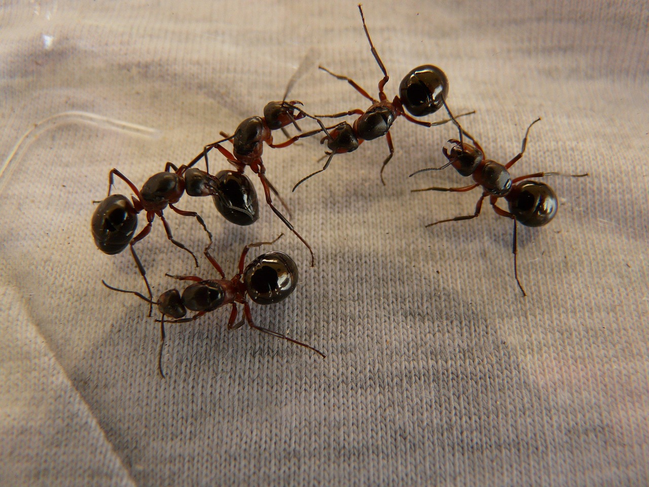 découvrez l'ant électrique, une fourmi fascinante connue pour sa capacité à émettre de petites décharges électriques, présente dans divers écosystèmes et étudiée pour ses comportements uniques.