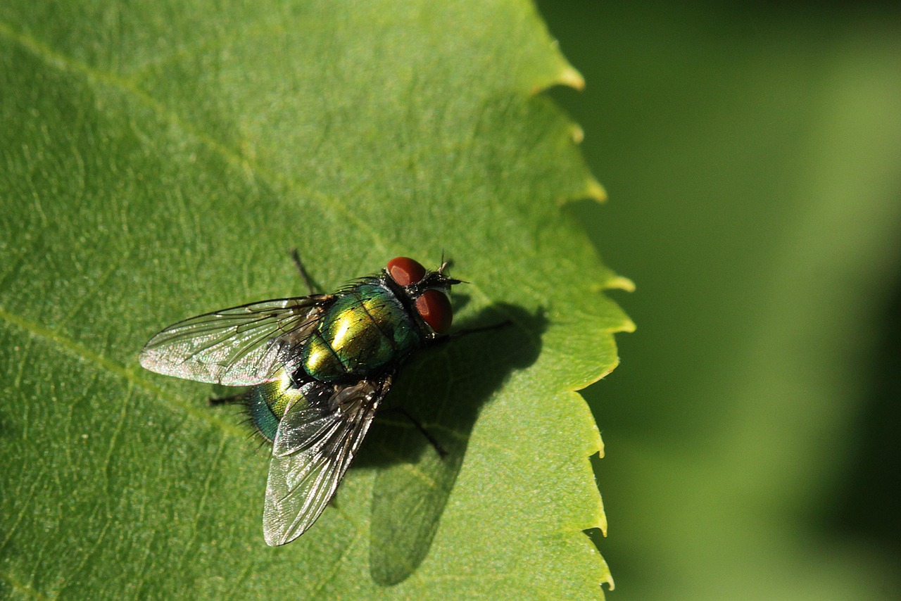 découvrez les stratégies d'adaptation des forêts face aux changements climatiques, visant à préserver la biodiversité et à assurer la durabilité des écosystèmes forestiers.