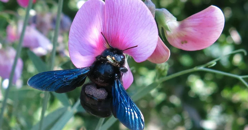 L'abeille noire, ce patrimoine qu'on a failli perdre