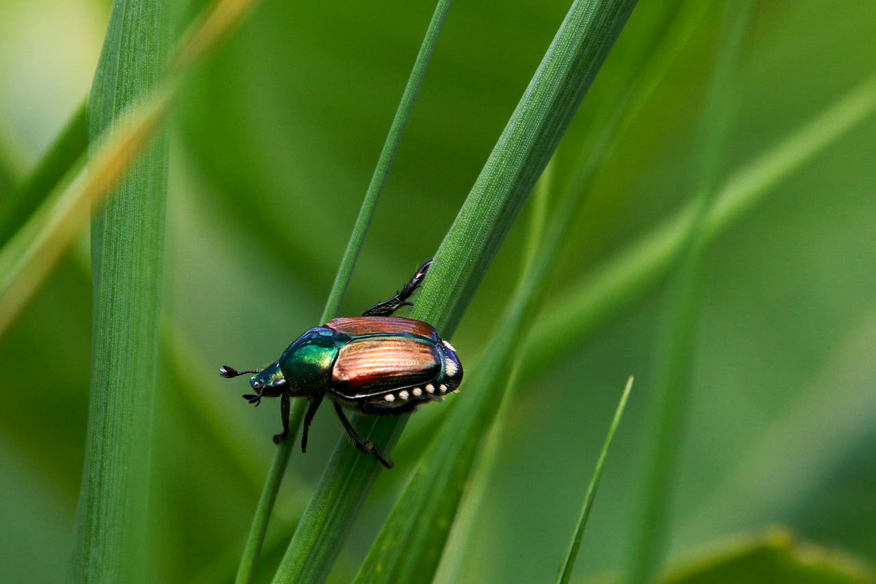 L’Essence Vitale de la Biodiversité : Pourquoi Chaque Espèce Compte