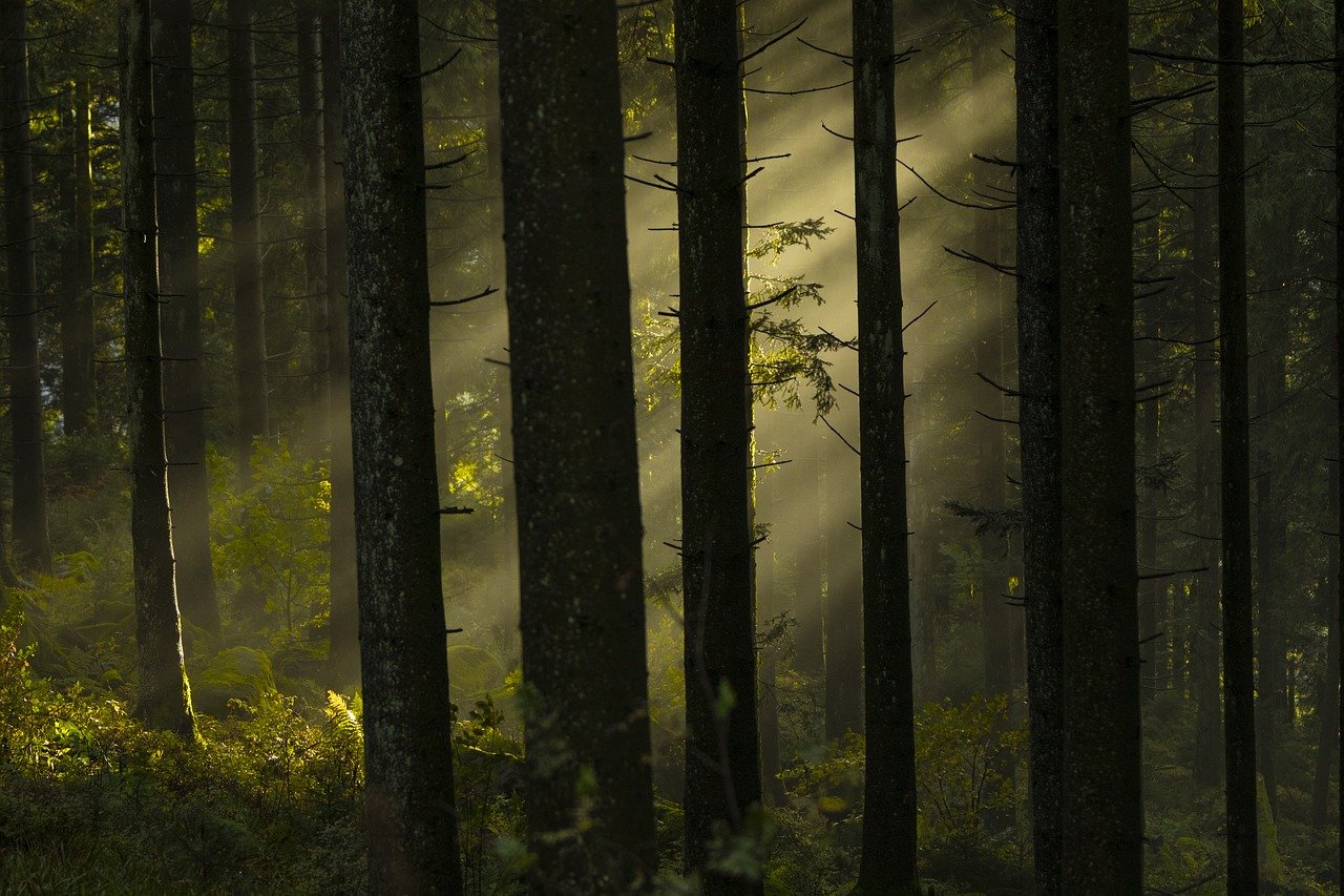 Les forêts : poumons de la planète à préserver