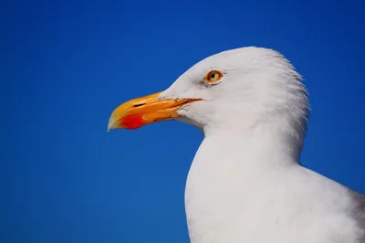 mouette