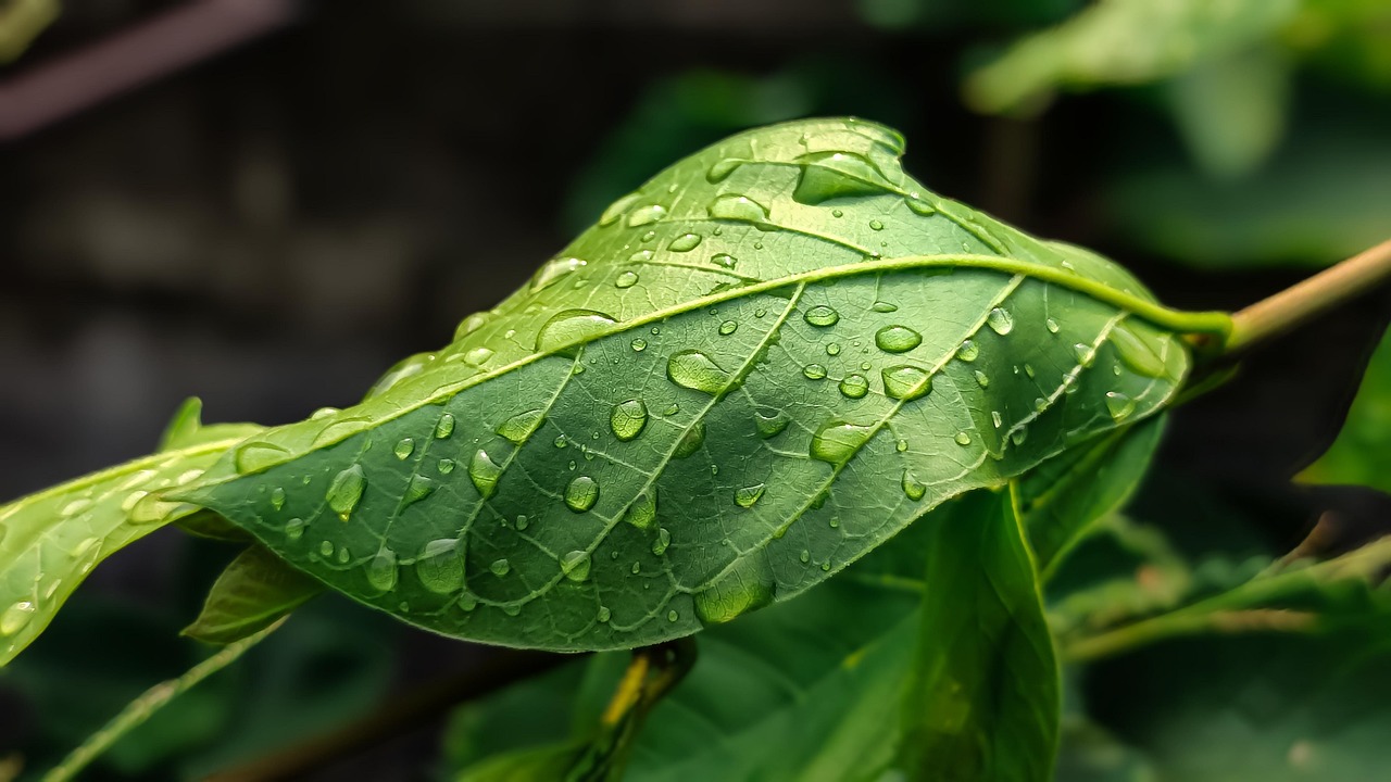 Cours en ligne dédié aux enjeux du changement climatique prévu pour juin