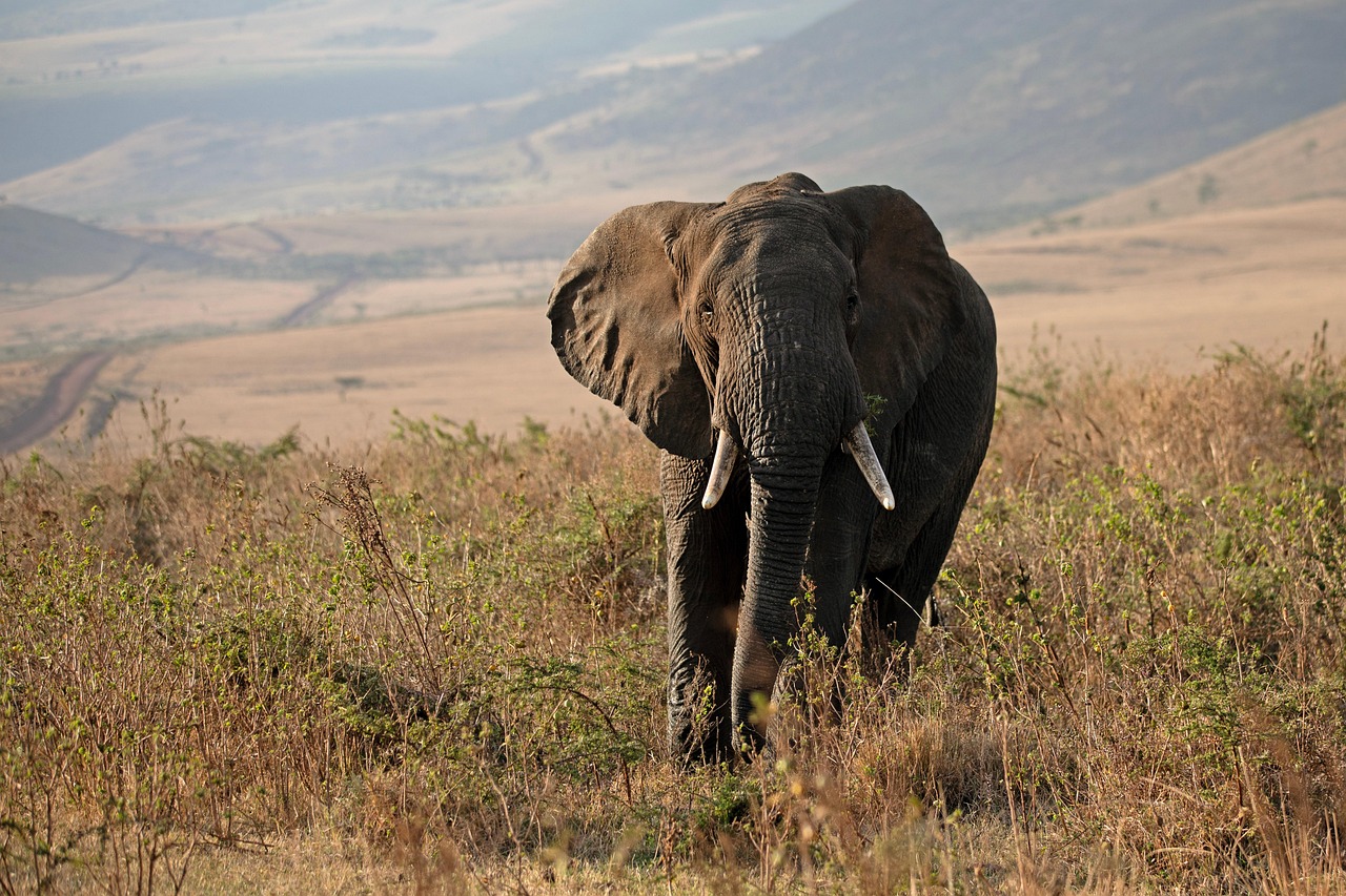 Politique de conservation : enjeux et stratégies pour un avenir durable