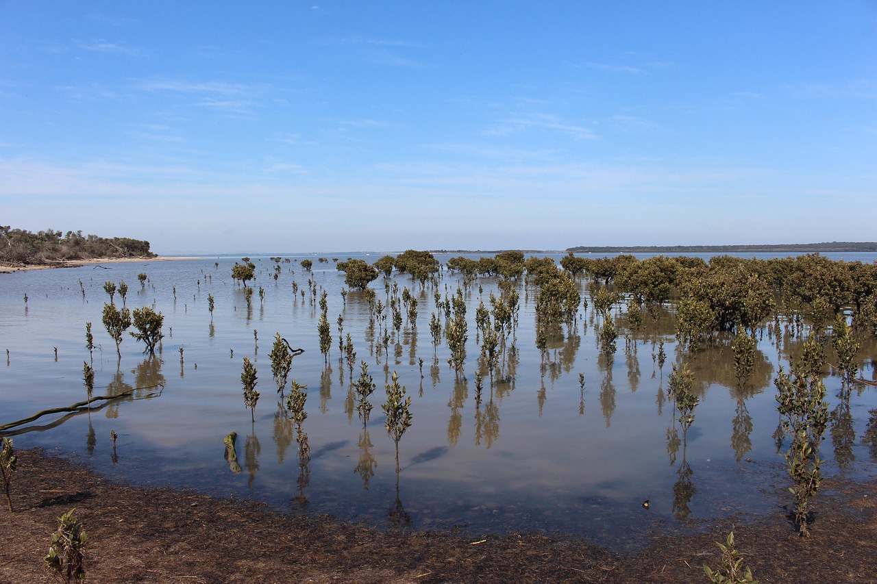L’Équateur mobilise 4 millions de dollars, appuyé par la communauté internationale, pour préserver ses mangroves vitales