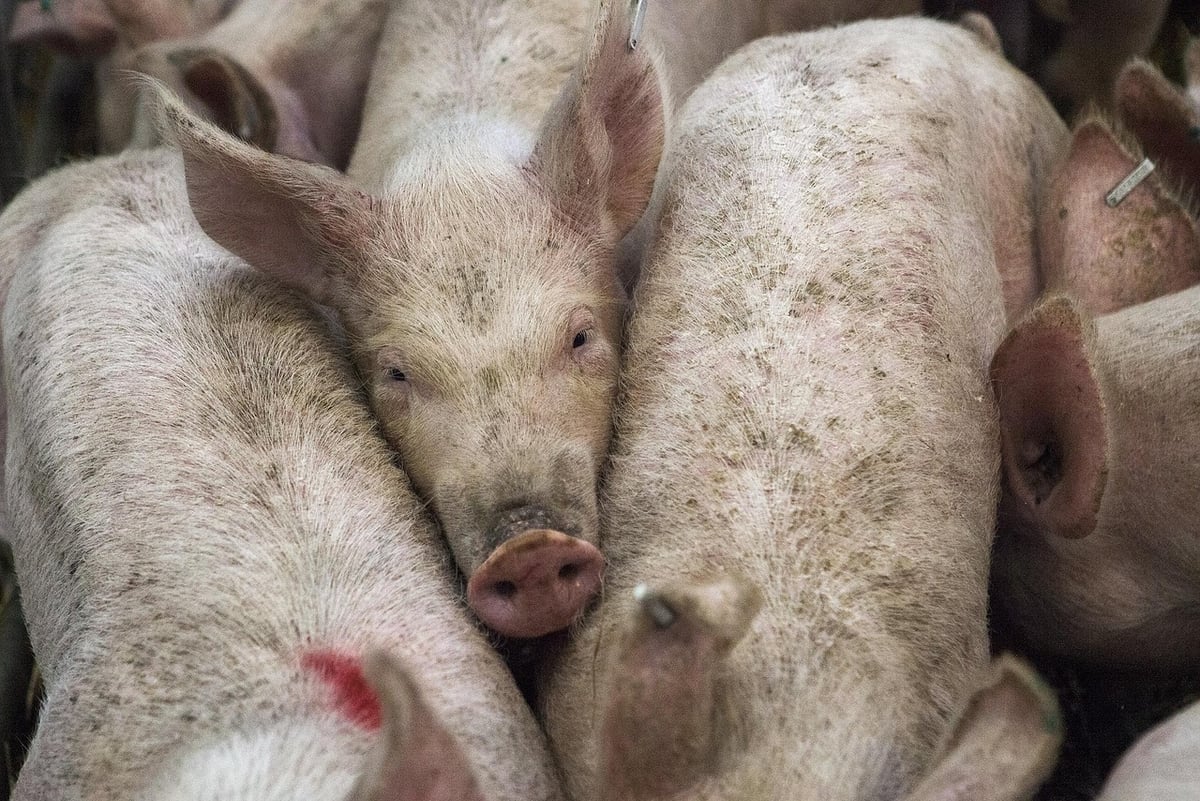 Exclusif : Les coulisses de l’industrie de la viande pour escamoter ses émissions dans les débats climatiques
