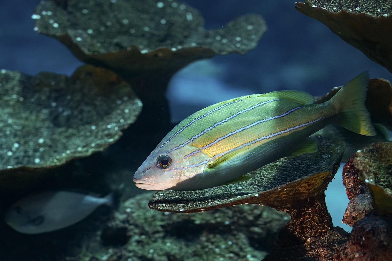 La biodiversité : une clé essentielle pour lutter contre le changement climatique ?