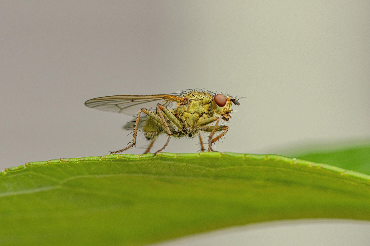 L’Importance Cruciale de la Biodiversité pour notre Planète | Nations Unies