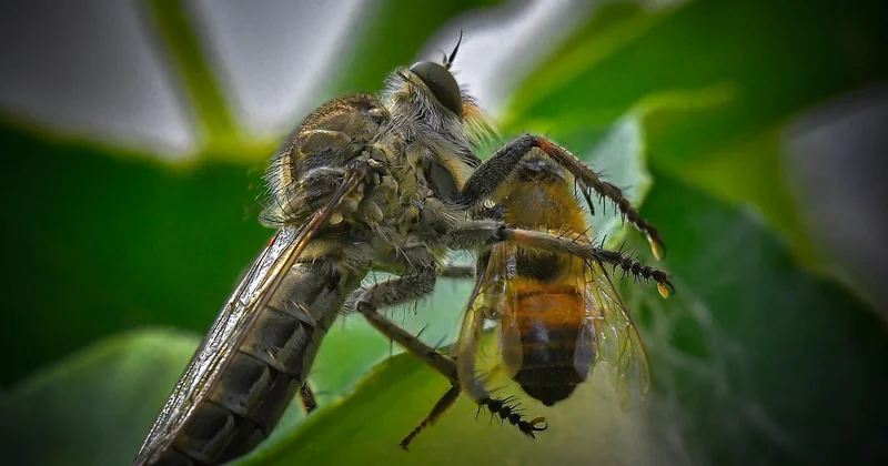 Quel est le pire ennemi de l'abeille ?
