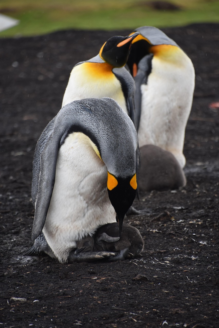 Manchot empereur et otarie antarctique : entre pénurie alimentaire et tragédie des poussins noyés