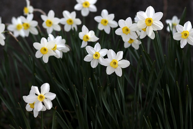 Les jonquilles en avance : un « faux printemps » qui bouleverse-t-il l’équilibre de la nature ?