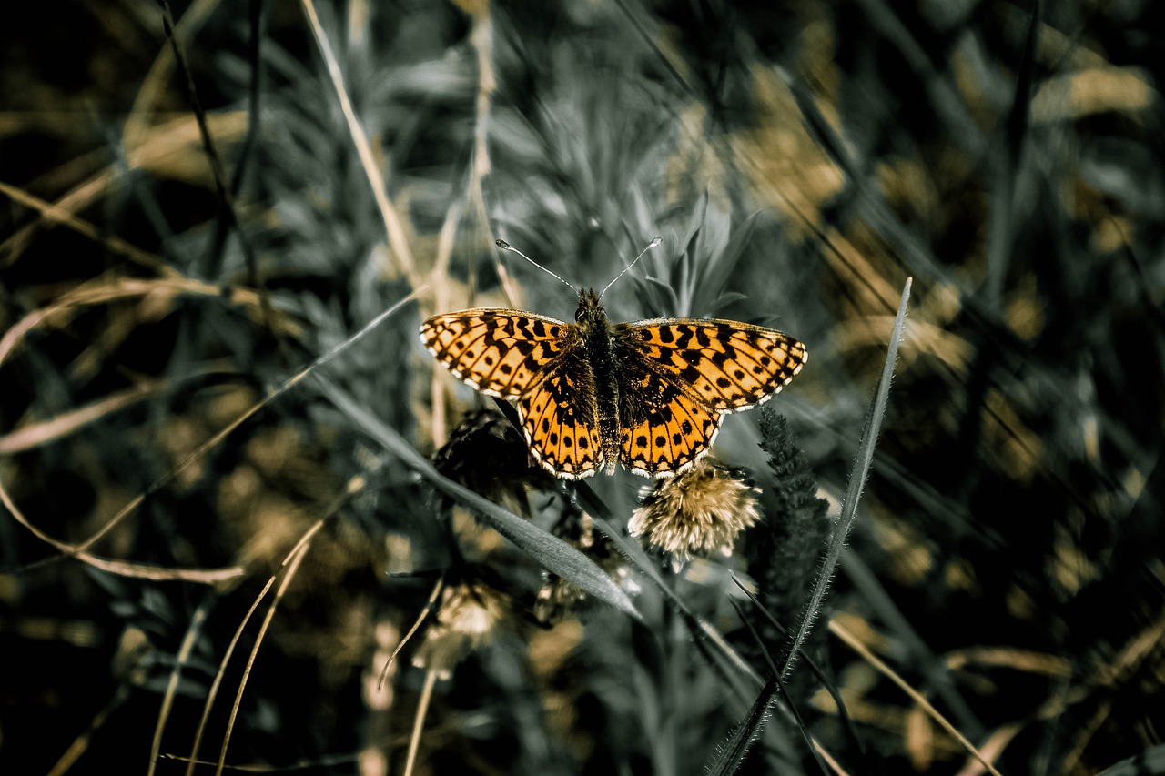 Podcast : le rôle des insectes en tant qu’indicateurs du changement climatique