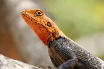 lézard