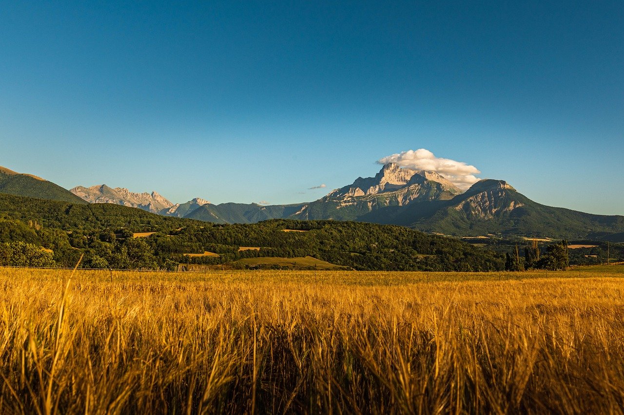 La France en pleine expansion de la production de sorgho, une céréale résiliente face au changement climatique