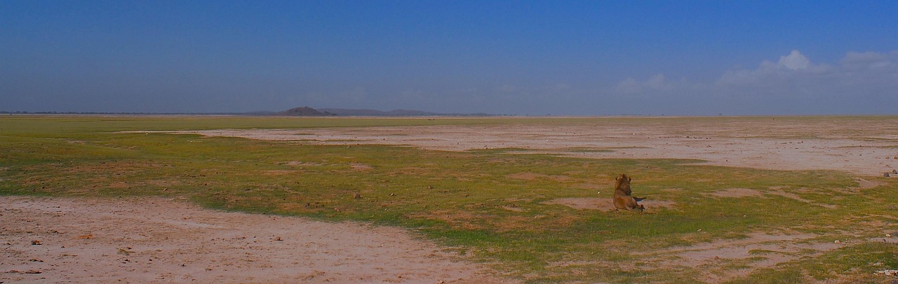 Actions climatiques : comment chacun peut contribuer à un avenir durable