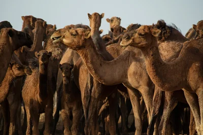 Ce que la guerre en Iran révèle de troublant pour nos stratégies face au climat