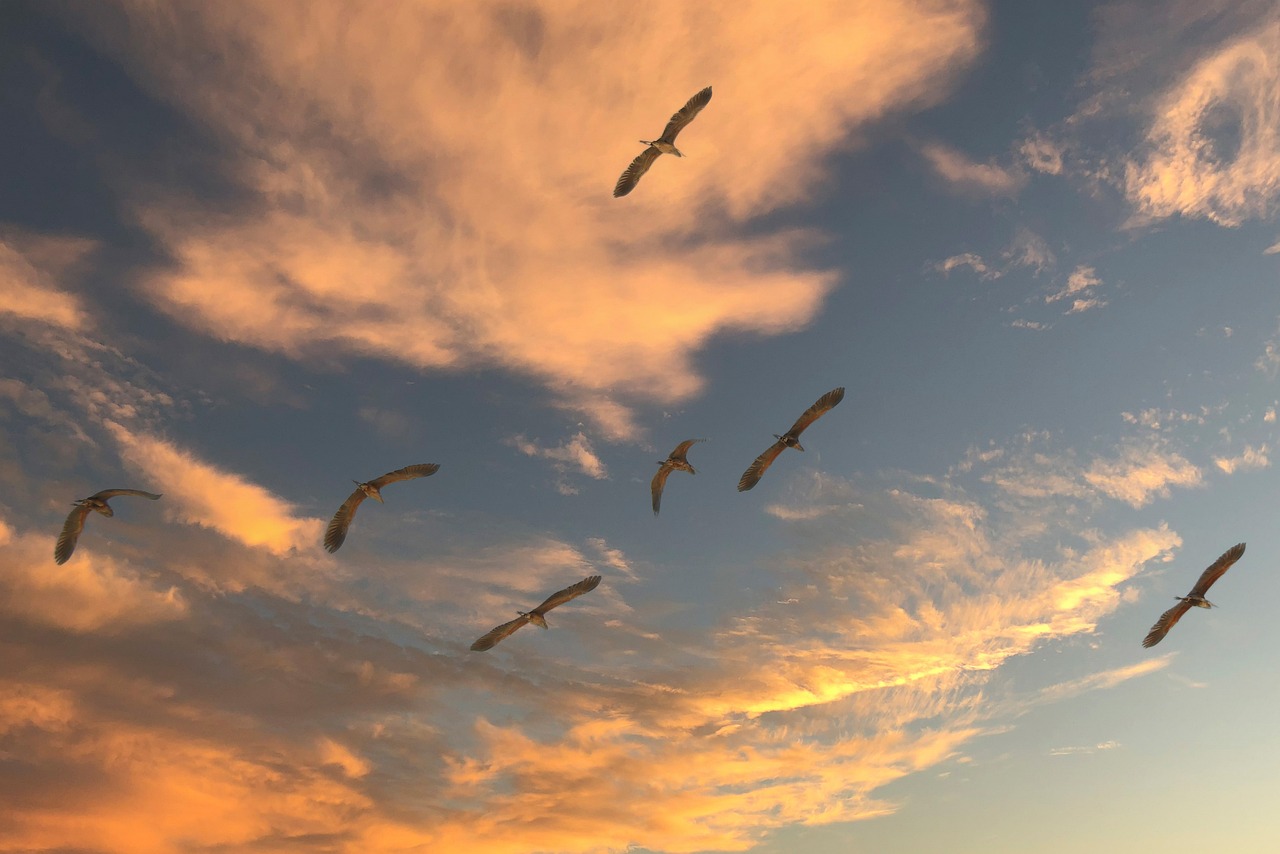 Quel est le lien entre changement climatique et migrations ?