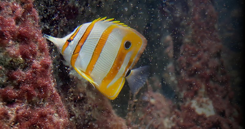 Impact réchauffement climatique sur biodiversité marine : l'alerte