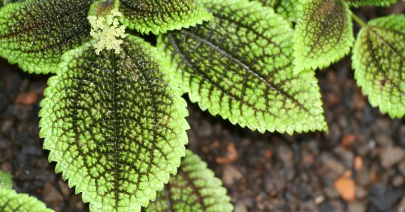 Quelle plante peut aider à faire baisser la température ?