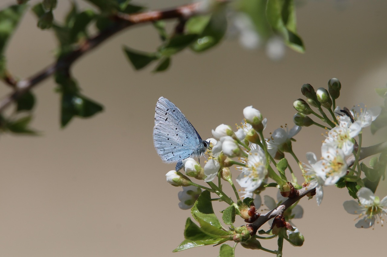 Biodiversité jardin : comment favoriser la richesse des espèces dans votre espace vert