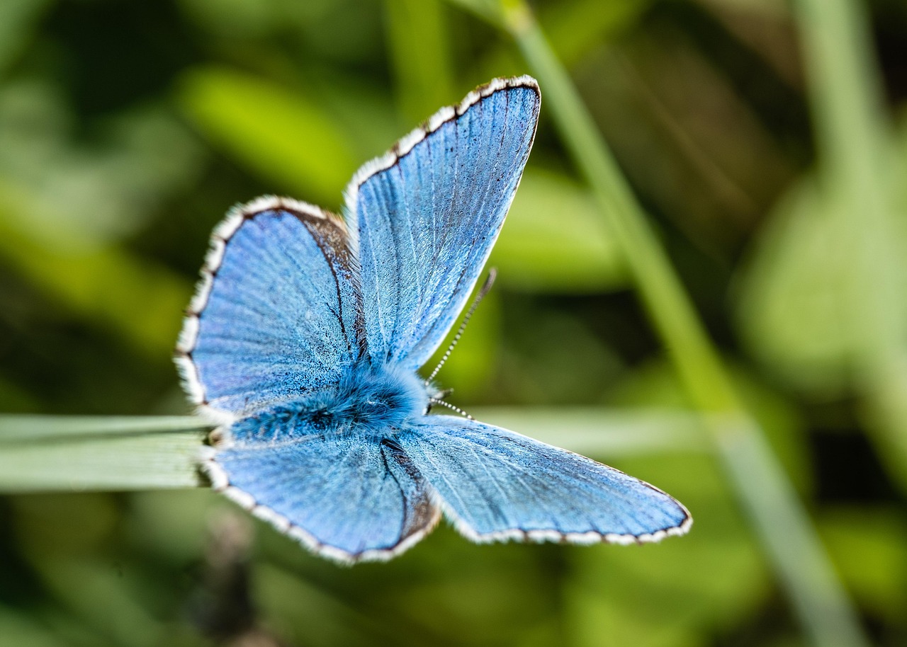 La biodiversité au cœur des politiques environnementales efficaces