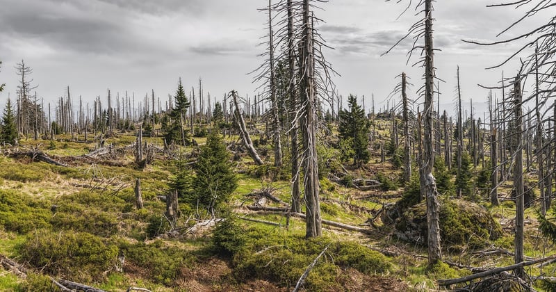 Comment protéger les forêts françaises de la sécheresse