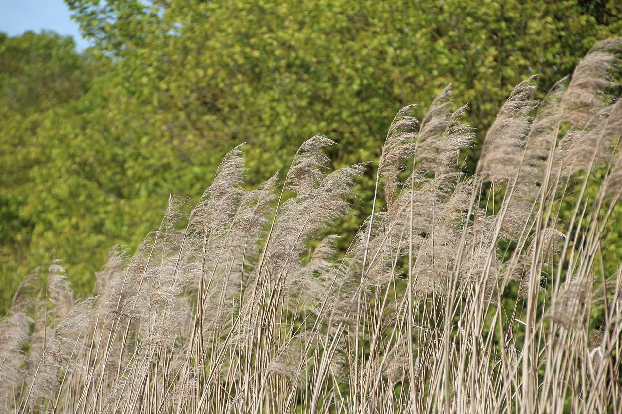 Comment les acteurs du Marais poitevin innovent pour relever le défi du changement climatique