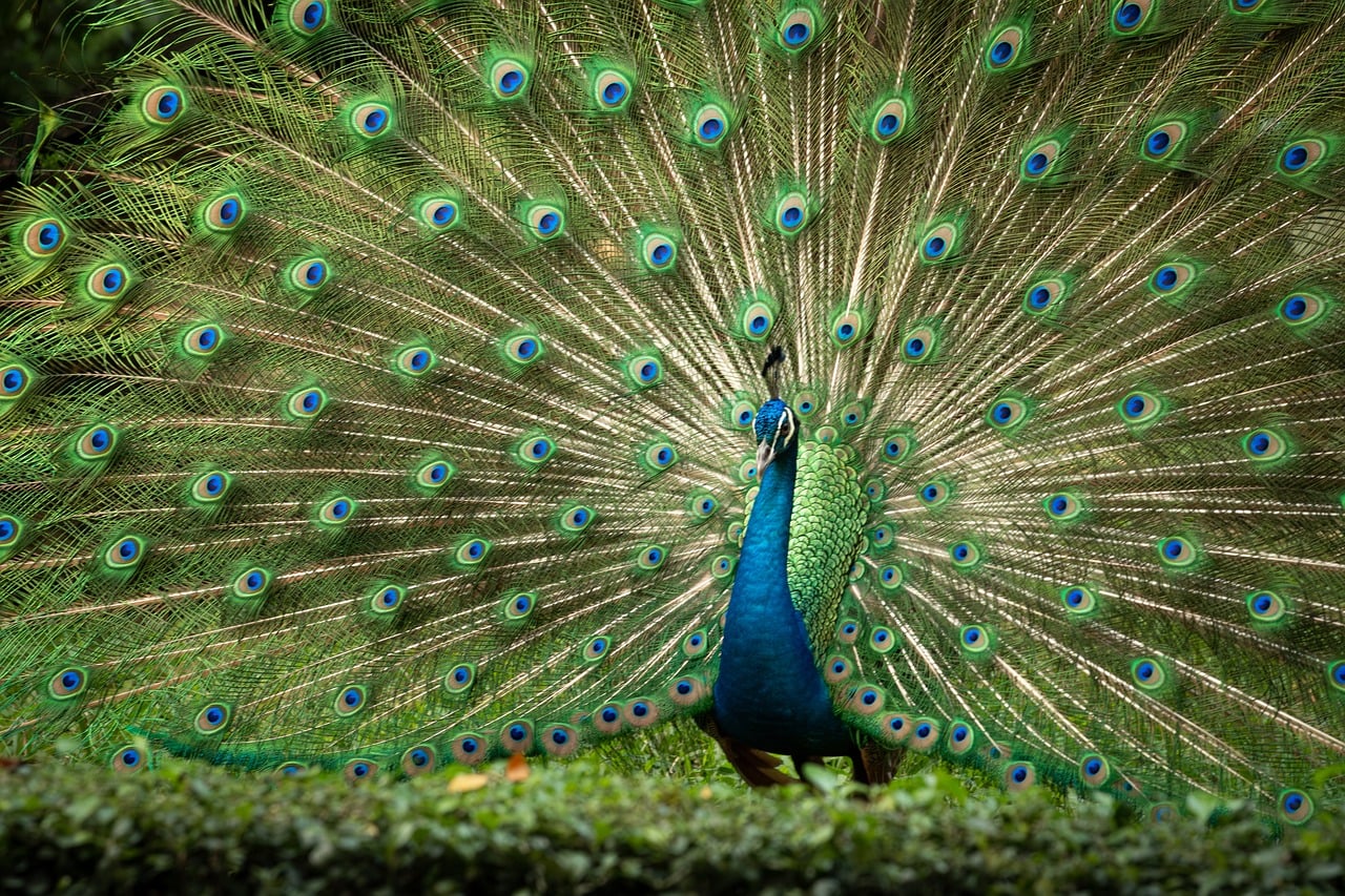 G7 et environnement : un sommet axé sur la biodiversité, en marge des discussions climatiques
