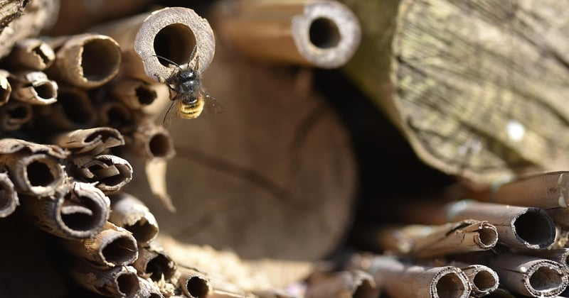 Comment préserver les abeilles sauvages en France : 7 gestes qui changent tout