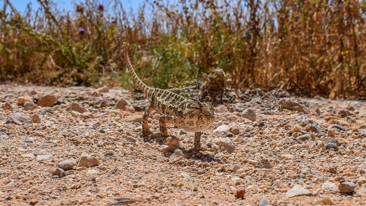 Face au changement climatique, l’adaptation est tout aussi essentielle que la réduction de nos émissions