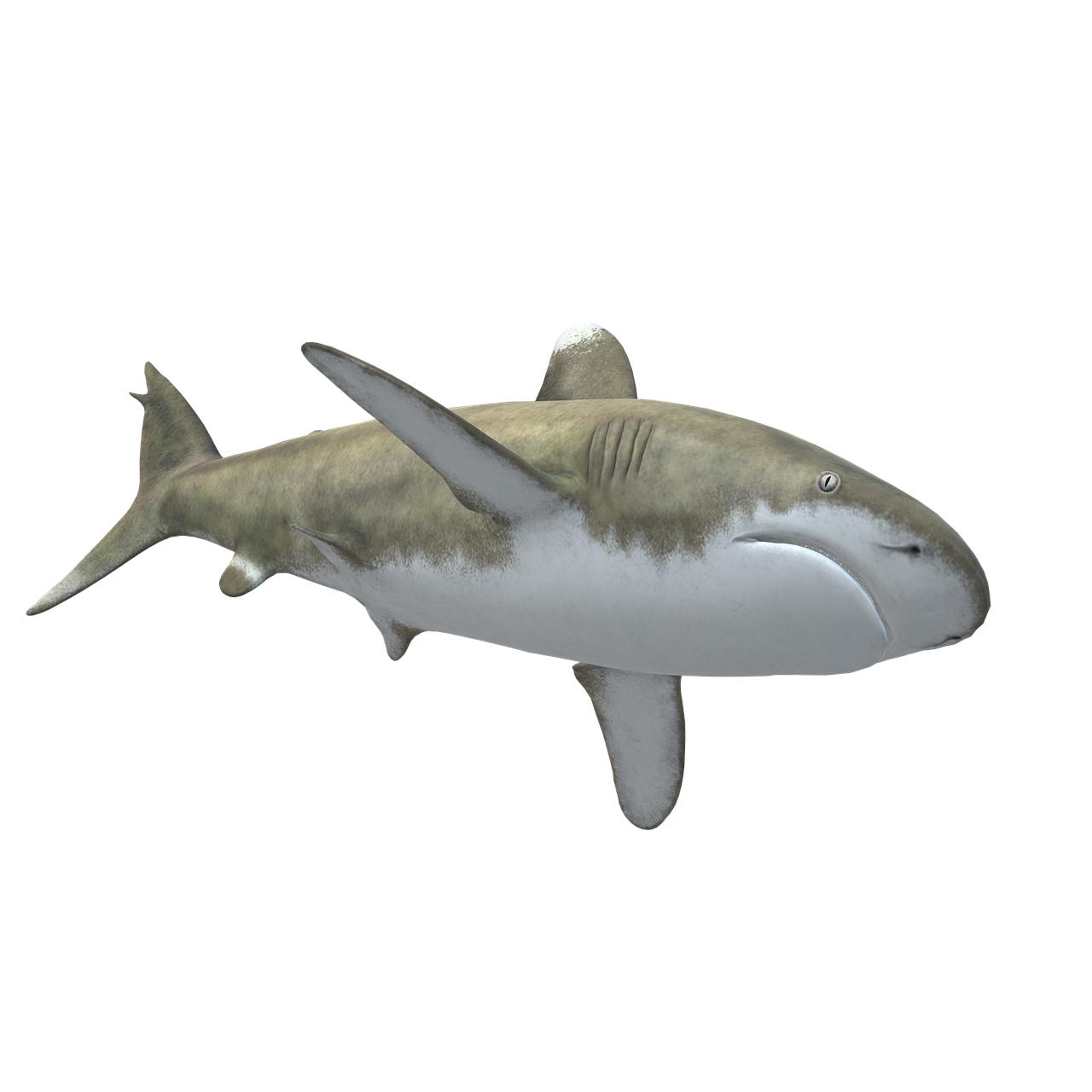 Le retour mystérieux des grands requins blancs en mer du Nord : que révèle une dent ancienne ?