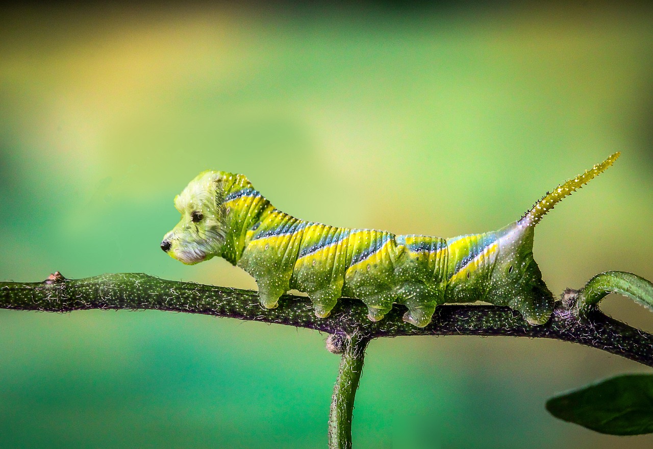 Climat en mutation : un coupable majeur derrière la propagation accrue des maladies animales ?