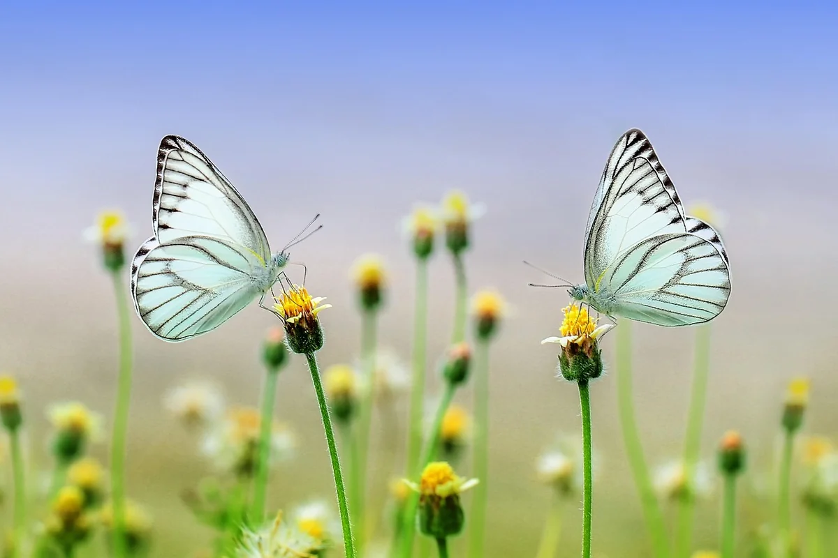 Environnement : une hausse de 64 % de la population de papillons monarques au Mexique, un signe d’espoir pour la biodiversité