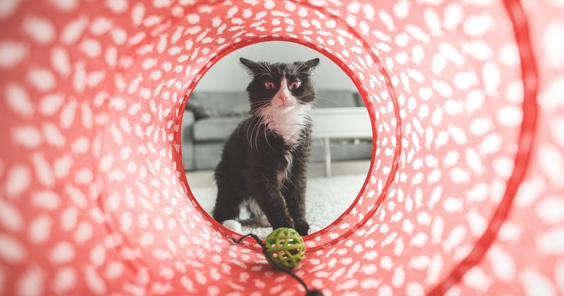 10 jouets pour chat à fabriquer avec des chutes de tissu