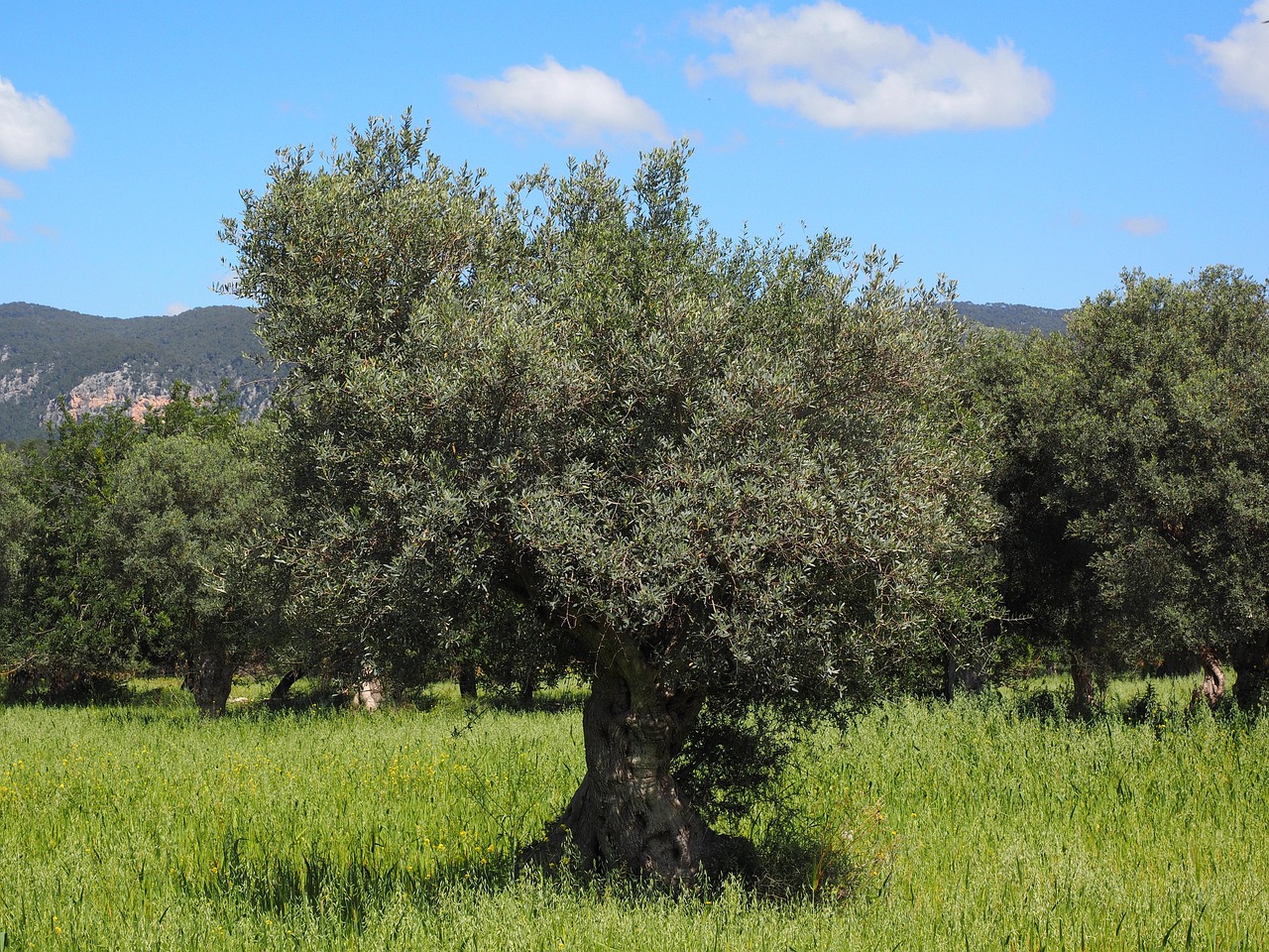 À La Vraie-Croix, des arbres enracinés pour combattre le changement climatique