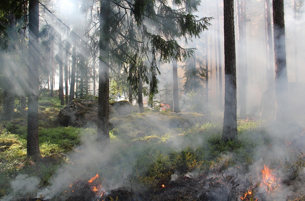 Le Canada mobilise 45 000 hectares de forêts à Kootenay pour préserver la biodiversité et lutter contre le changement climatique