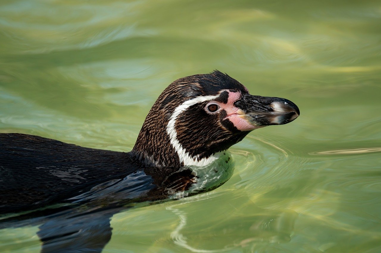 Biodiversité marine : enjeux et préservation des écosystèmes océaniques