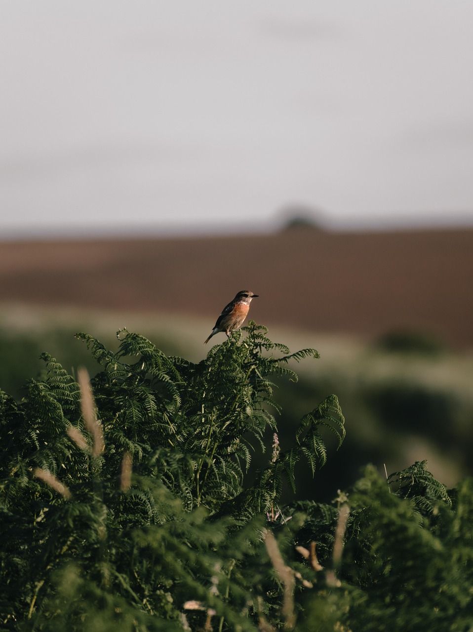 Restauration des habitats : enjeux et méthodes pour un avenir durable