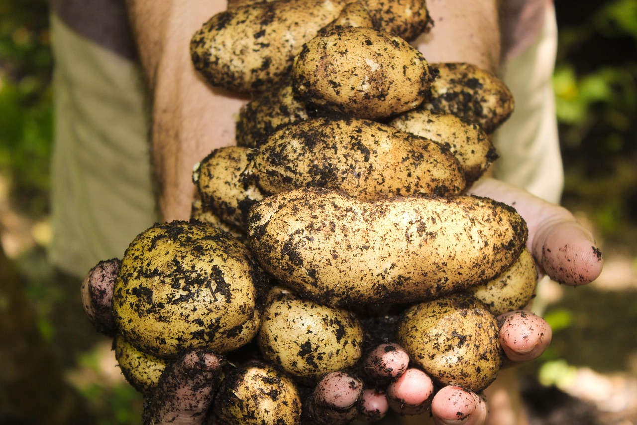 Jardinage bio balcon : conseils essentiels pour réussir votre potager urbain