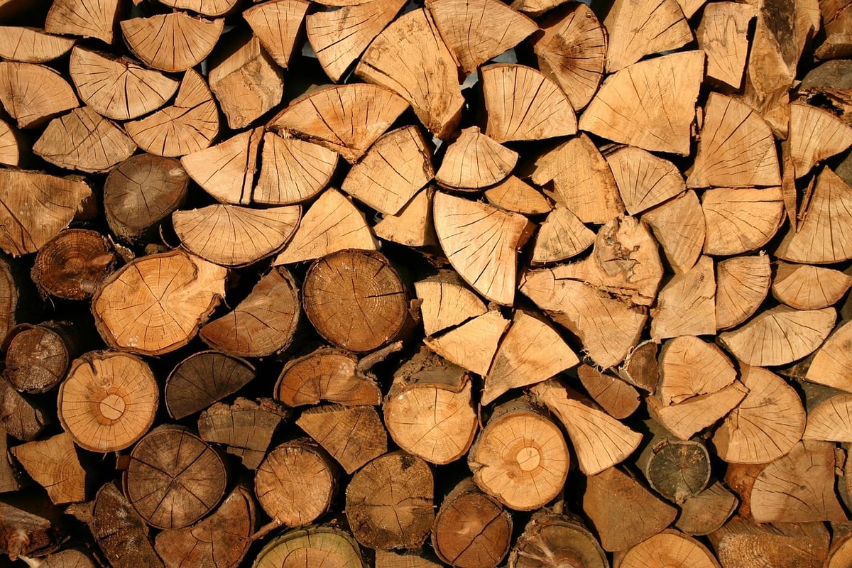 Déforestation : comprendre les enjeux pour notre planète