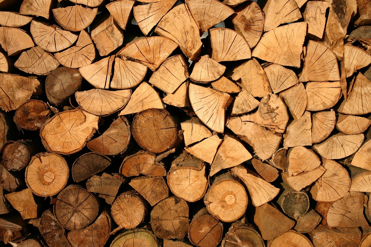Déforestation : comprendre les enjeux pour notre planète