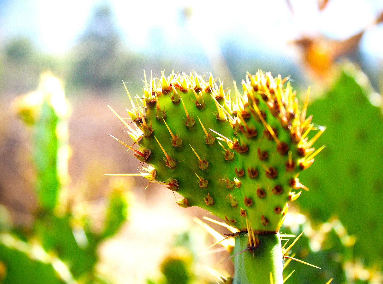 Les territoires face au changement climatique : leurs stratégies d’adaptation