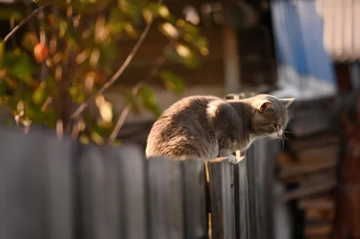 cat